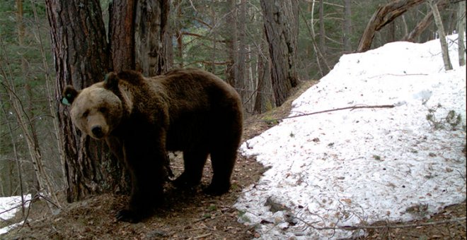 Los ganaderos del Pirineo estallan contra los osos
