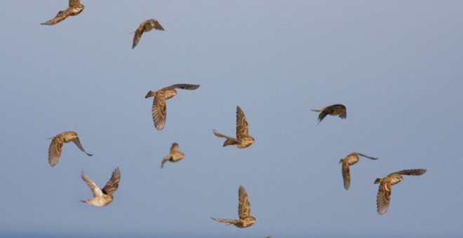 La crisis climática corta las alas a las aves migratorias