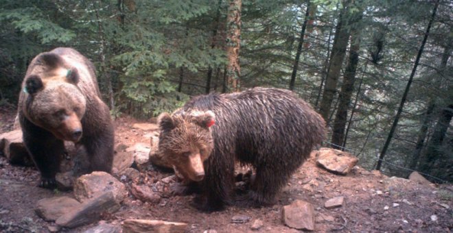 Aragón pide la deportación de un oso depredador y que Francia y Catalunya paguen sus daños