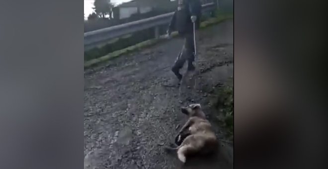 Muere la perra que fue disparada y arrastrada por un cazador en un municipio de Lugo
