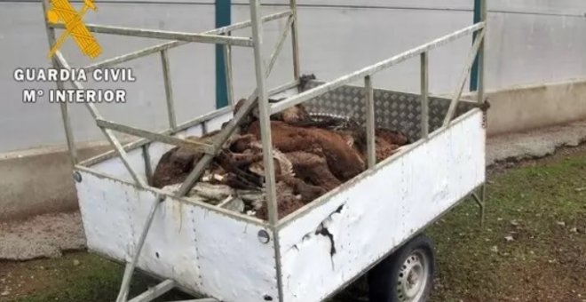 Investigan a un ganadero por dejar morir de hambre a 60 ovejas merinas en Badajoz