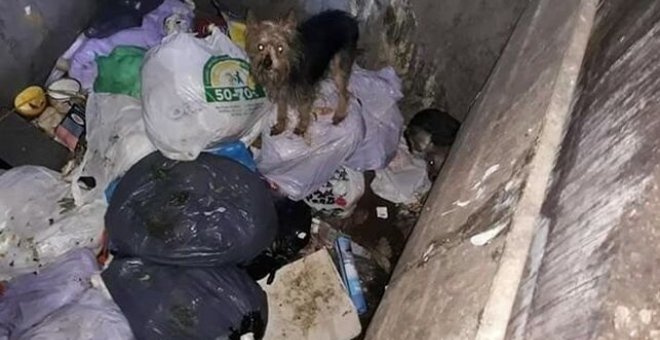 Rescatan a once perros abandonados en dos contenedores soterrados en Alicante