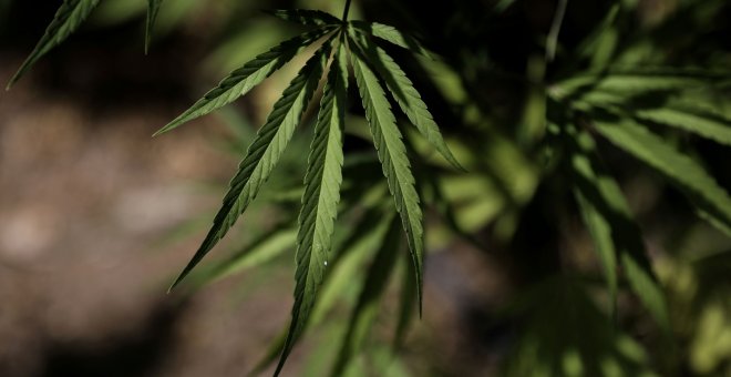 Pacientes con graves dolencias tratadas con cannabis medicinal: "Ha sido la luz al final del túnel"
