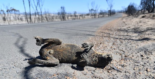 Se estima que los incendios en Australia han matado a más de 1.000 millones de animales