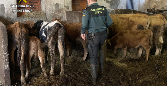 Localizan a cerca de 20 animales muertos en explotaciones ganaderas de Laviana y Carreño, en Asturias
