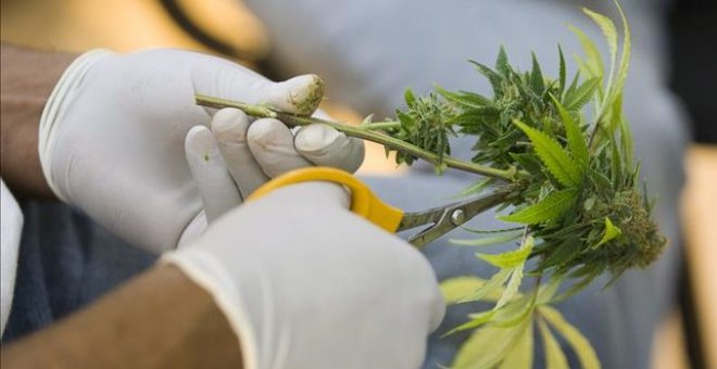 La ONU aplaza a final de año la decisión sobre el uso medicinal del cannabis por la falta de acuerdo