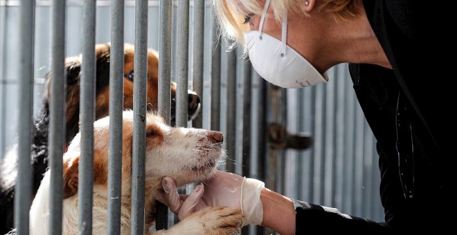 El Seprona encuentra en una finca en Zaragoza a 544 perros en unas condiciones deplorables