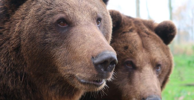 Una hibernación más larga pudo causar la extinción de los osos de las cavernas