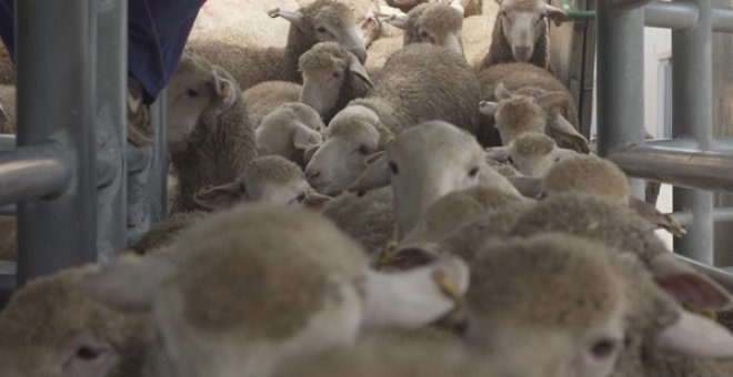 100.000 corderos enviados a Arabia Saudí para ser sacrificados durante el Ramadán
