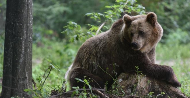 Un oso ataca a una mujer en Asturias