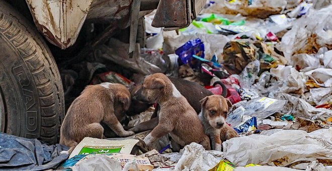 Los egipcios buscan una "solución final" para sacar de las calles a 15 millones de perros