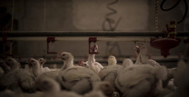 Los pollos que comemos, el maltrato animal que desconocemos