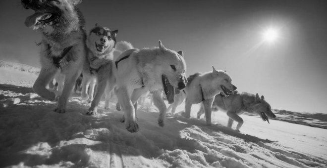 Los perros de trineo aparecieron hace 9.500 años en Siberia