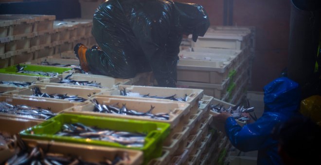 El stock de anchoa registra su máximo histórico en el Golfo de Vizcaya