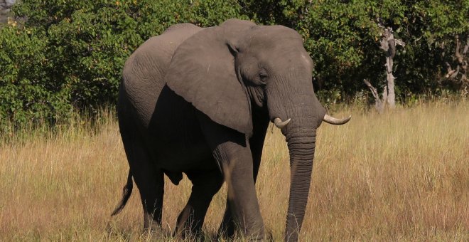 Cientos de elefantes han muerto en Botsuana en los dos últimos meses sin ninguna causa aparente