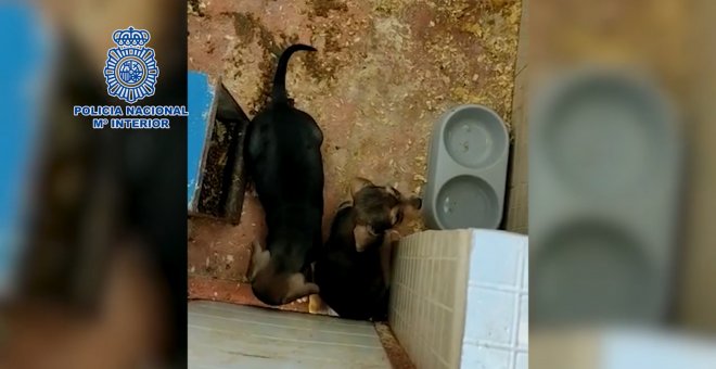 La Policía desmantela un criadero ilegal de perros