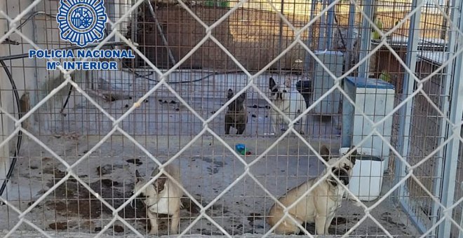 Desmantelado en Extremadura un criadero ilegal de perros y rescatados 17 cachorros tras una denuncia en Córdoba