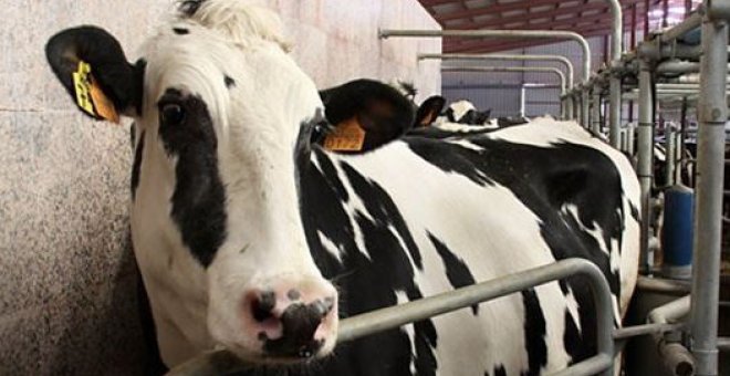 Podemos plantea una empresa pública eléctrica para "tratar de salvar" la ganadería de Cantabria