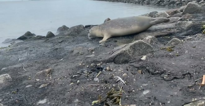 Primer descendiente de foca apto para el Mar de Wadden