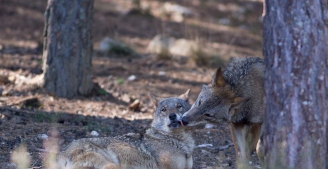 El Gobierno de Cantabria autoriza abatir 34 lobos en los próximos 12 meses