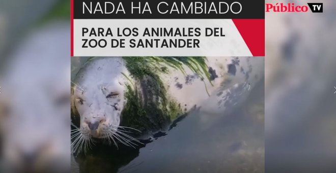 Focas y pingüinos abandonados a su suerte en Santander