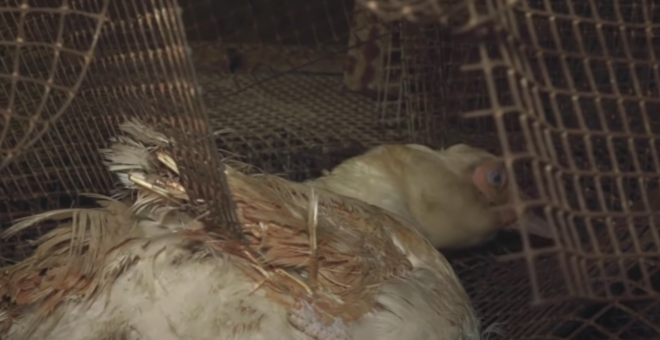 El maltrato animal en las granjas de patos pone en la picota al sector del foie gras