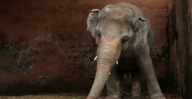 Kavaan, "el elefante más solitario del mundo", será liberado después de pasar 28 años encadenado en una jaula