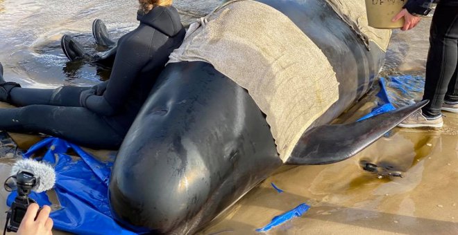 Aumentan a más de 470 las ballenas varadas en el sur de Australia