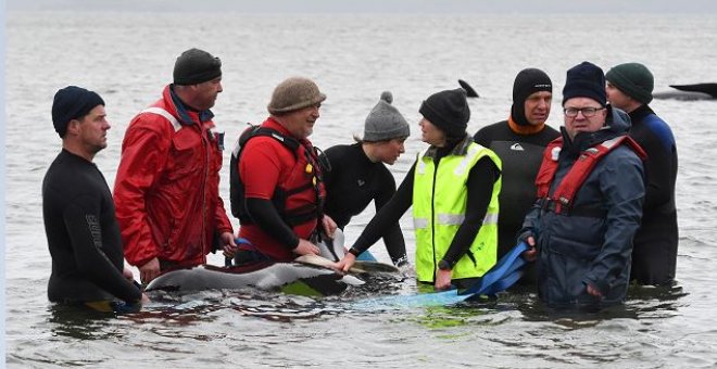 Mueren 380 ballenas varadas en Australia y otras 70 consiguen ser rescatadas