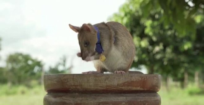Una ONG británica concede a una rata gigante la medalla de oro por valentía al detectar minas terrestres en Camboya