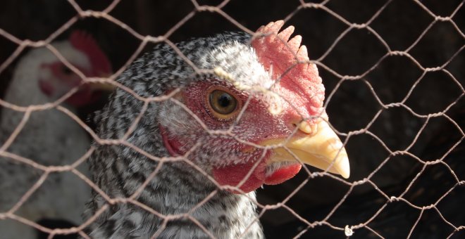 Japón sacrifica 330.000 pollos por un brote de gripe aviar