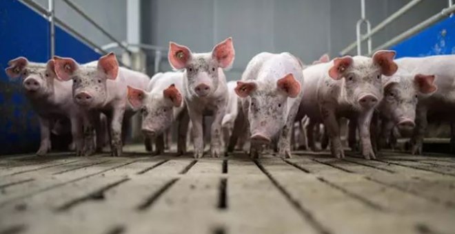 España lidera el "alarmante" avance de la ganadería industrial en Europa, según un informe de Amigos de la Tierra