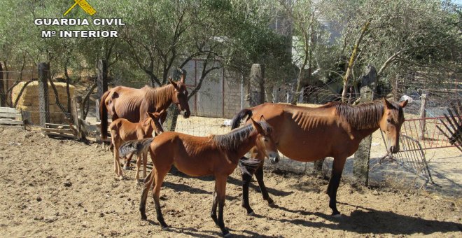 Descubren 28 caballos desnutridos y abandonados en una finca de El Pedroso