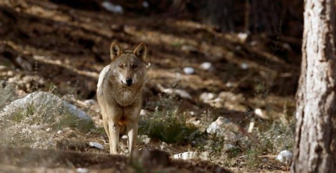 El Gobierno quiere pasar de 297 a 350 manadas de lobos en España para 2030