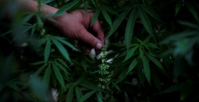 ERC prepara un proyecto para la regulación del cannabis ante la falta de avances del Gobierno