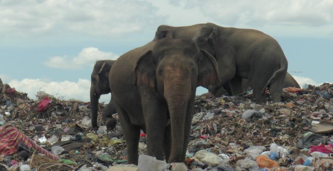 Un dron graba a decenas de elefantes que comen a diario en un basurero en Sri Lanka