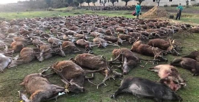 Portugal investiga la montería organizada por cazadores españoles donde se abatieron 540 animales