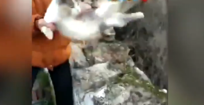 Una joven de Granada arroja a una gata por un barranco y sube un vídeo burlándose