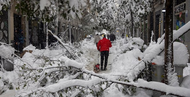 El temporal de nieve deja daños en más de 150.000 árboles de Madrid