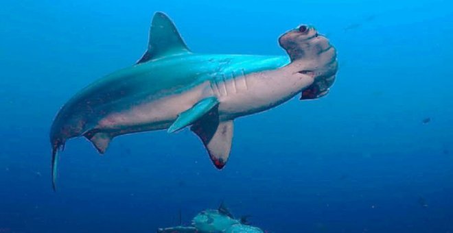 Malas noticias para tiburones y rayas oceánicos