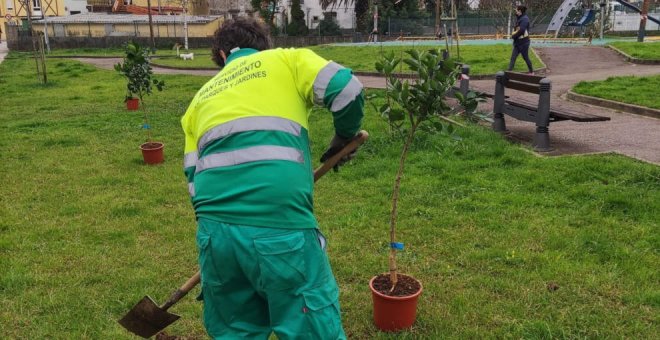 El Ayuntamiento continúa plantando árboles frutales en el municipio