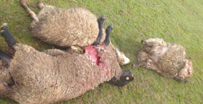 Un ganadero de Treceño amanece con la mitad de sus ovejas muertas por el ataque del lobo: "Me he quedado sin nada"
