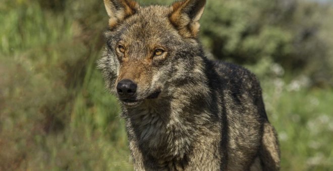 Ecologismo de emergencia - Dejen vivir al lobo