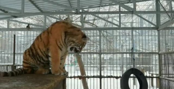 El "canto" de un tigre de 8 meses en un zoo de Rusia