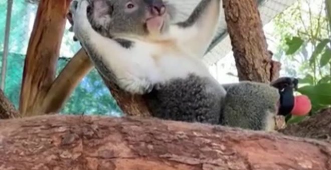 Un koala llamado Triunfo recibe en Australia una prótesis de pie diseñada por un dentista