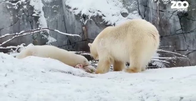 Una cachorra de oso polar del zoo de Copenhague exige la atención constante de su madre