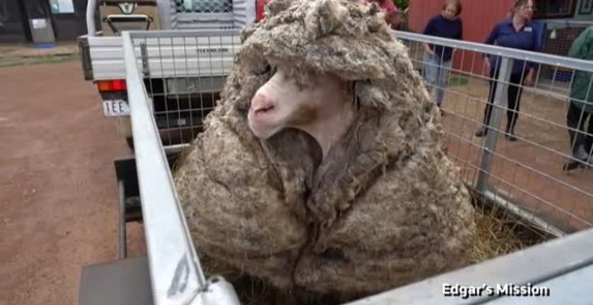 Baarack, la oveja salvaje con 35 kilos de vellón