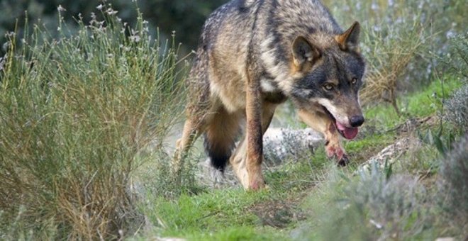 Alcaldes del Saja y Nansa denuncian el "uso partidista" de la FMC con el problema del lobo