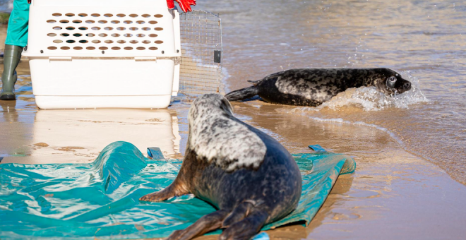 Dos focas grises son liberadas en la costa cántabra tras recuperarse de sus graves heridas en el Centro de Recuperación de Fauna
