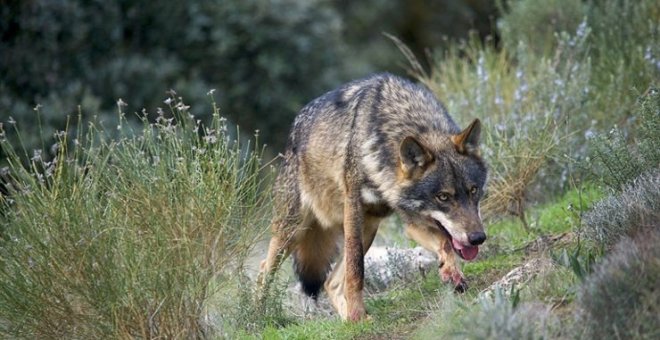 El Ayuntamiento elaborará una ordenanza de equilibrio entre el ganadero y el lobo